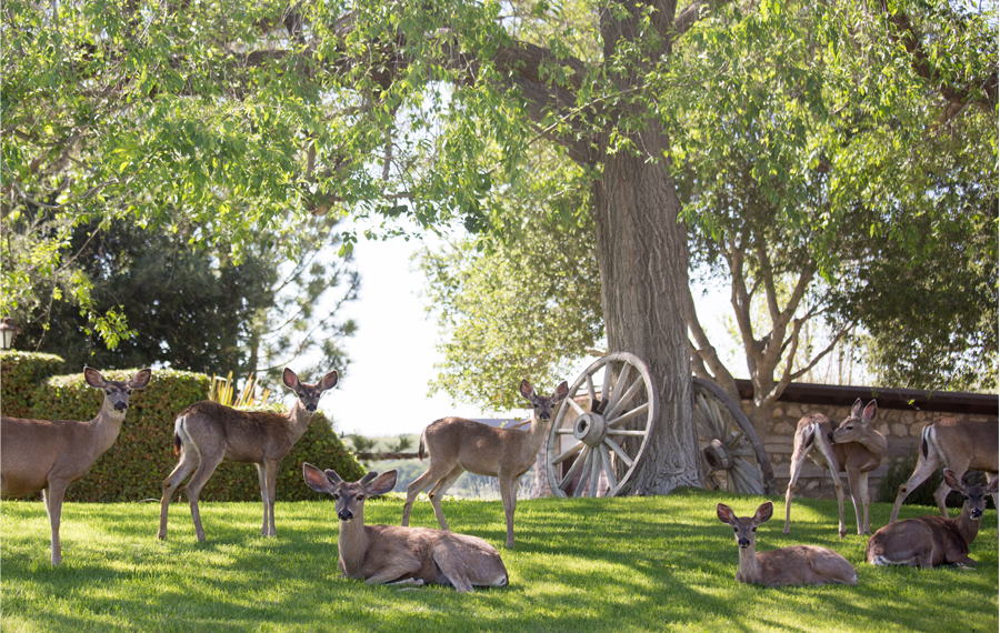 Whispering Rose Ranch