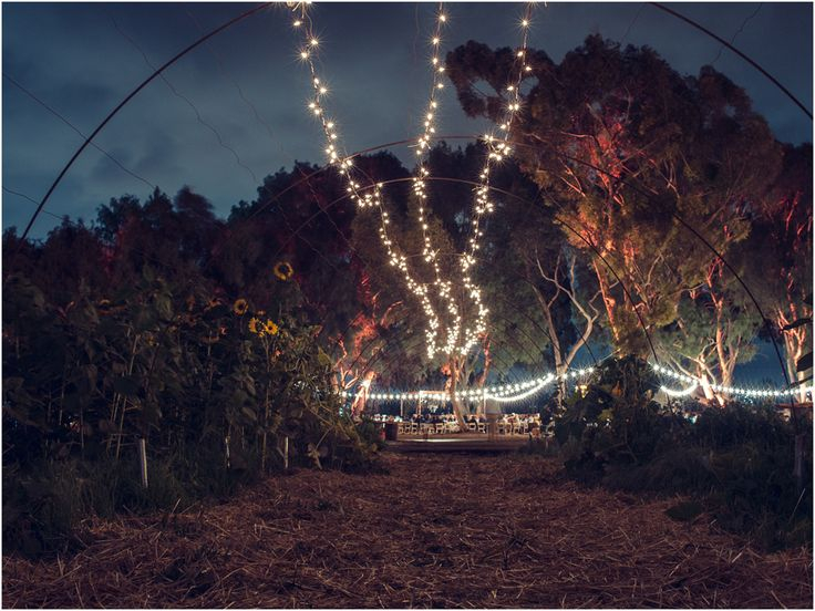 The Grove at Suzie's Farm