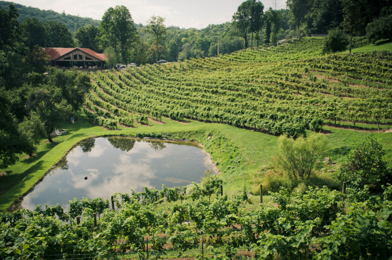 The Vineyard at High Holly
