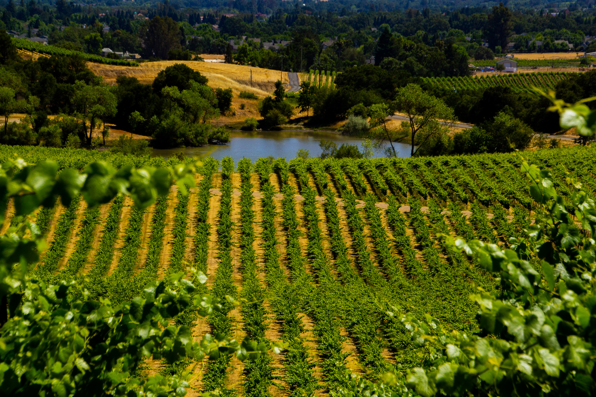 Notre Vue Estate Winery