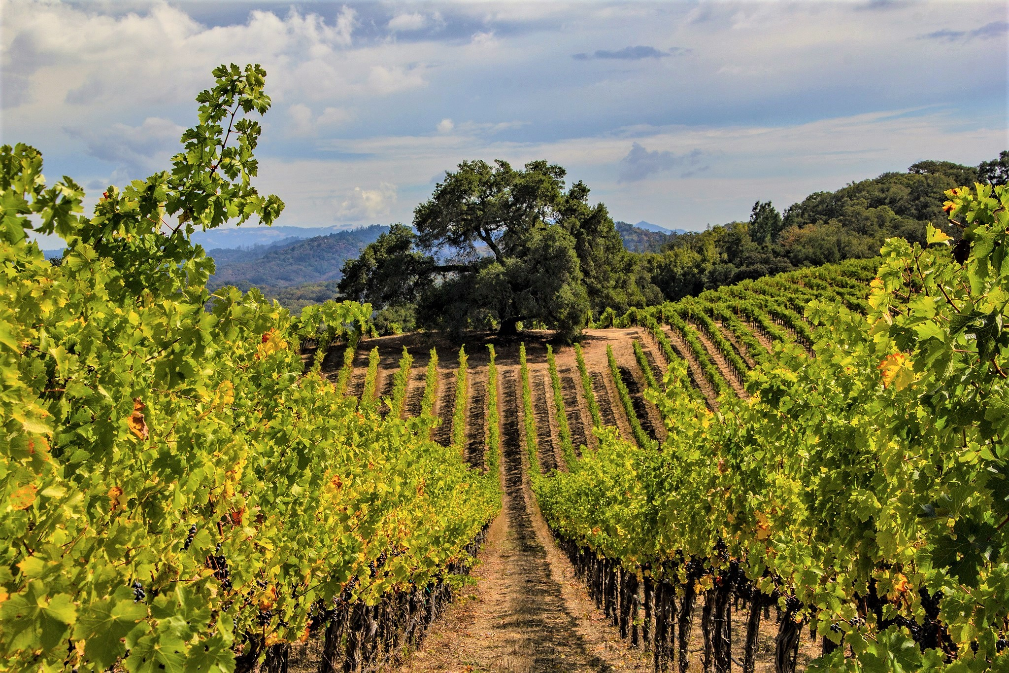 Notre Vue Estate Winery