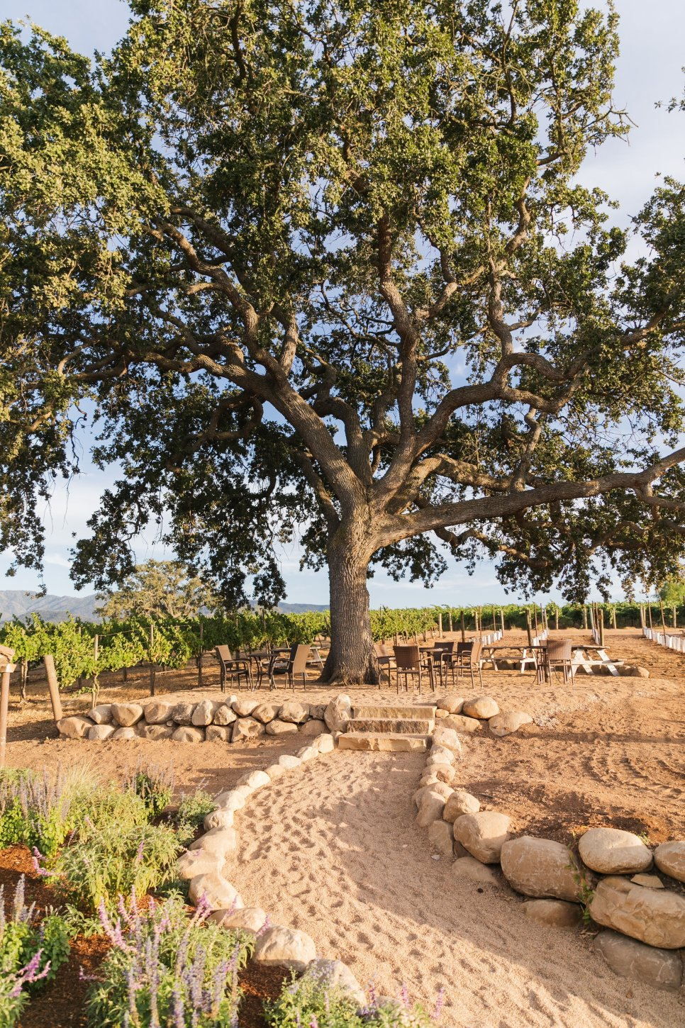 Gainey Estate Vineyard