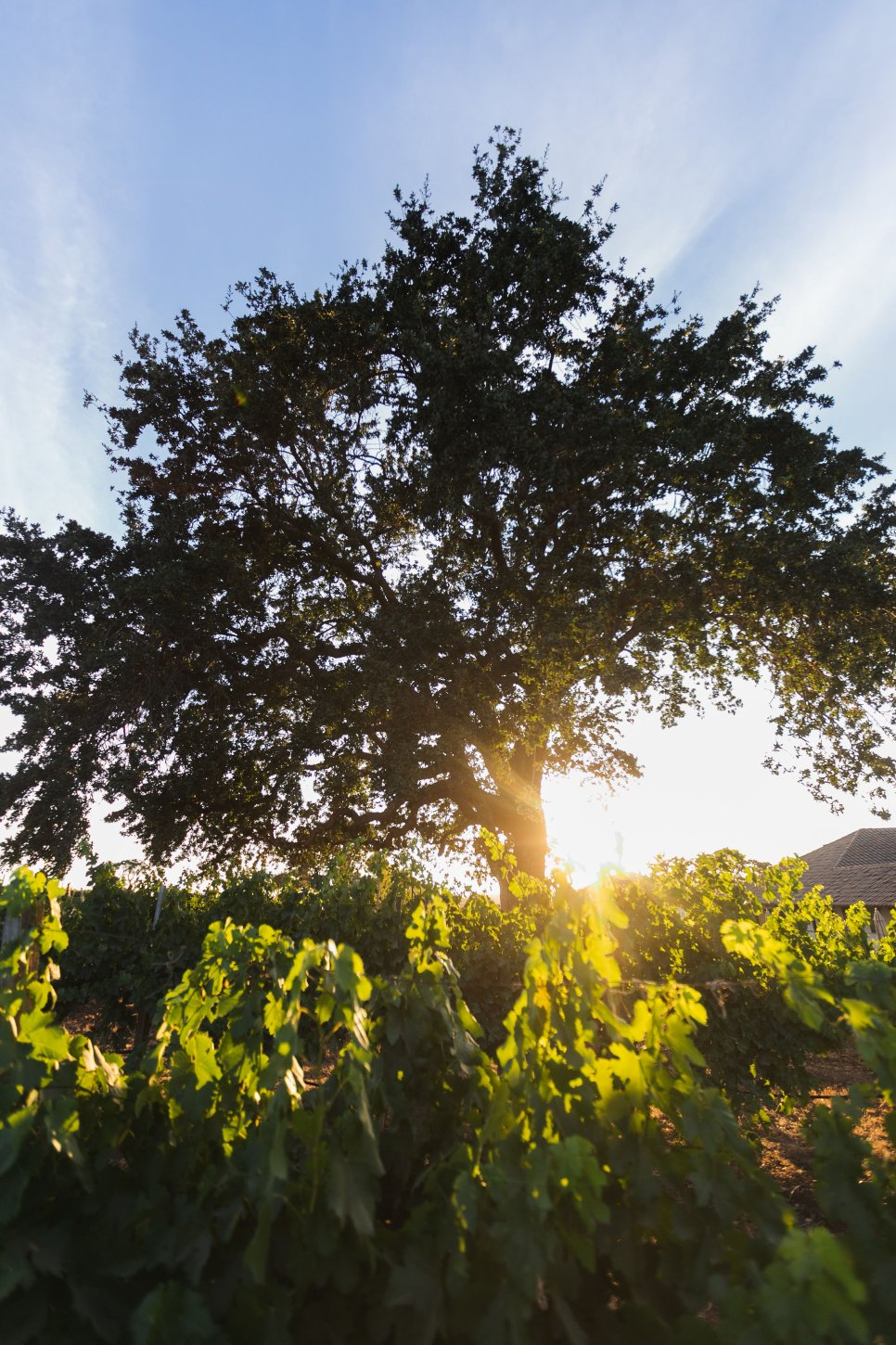 Gainey Estate Vineyard