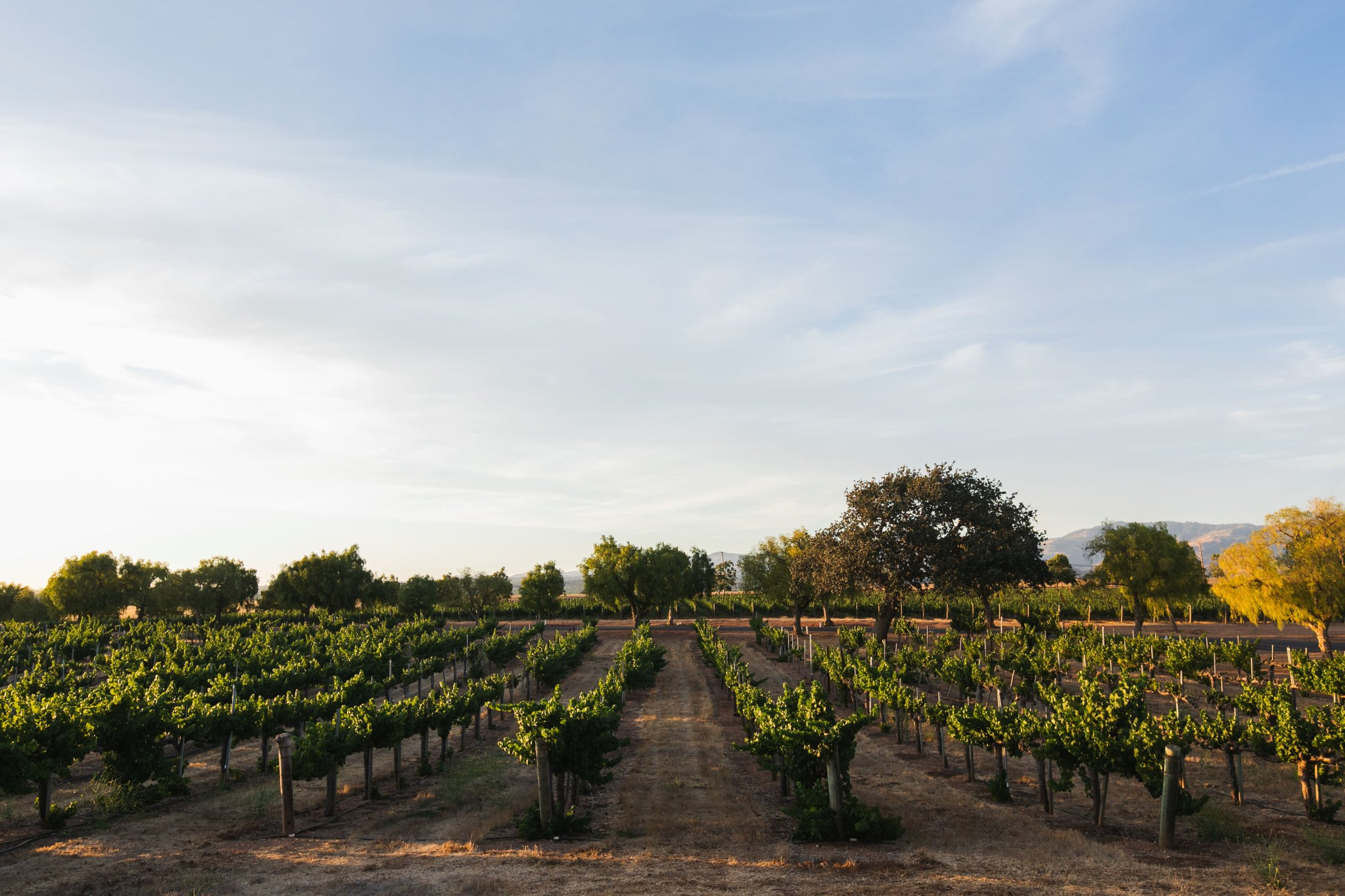 Gainey Estate Vineyard