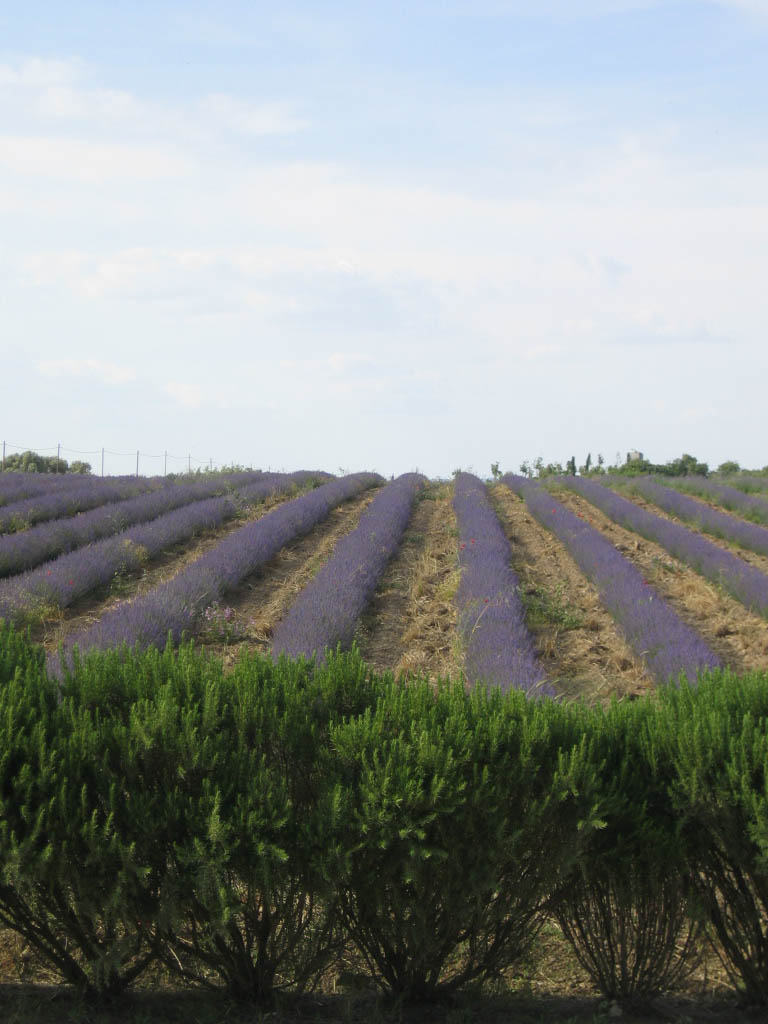 IMG_1169 Abbazia di San Giusto