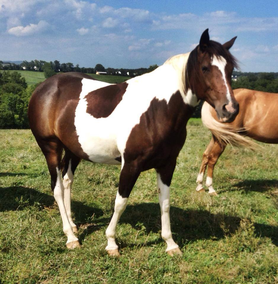 Virginia-Barn-Venue Shadow Creek Weddings & Events