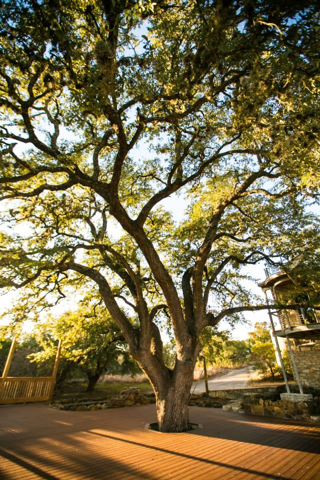 Greenhouse-Texas-Wedding-Venue The Greenhouse at Driftwood