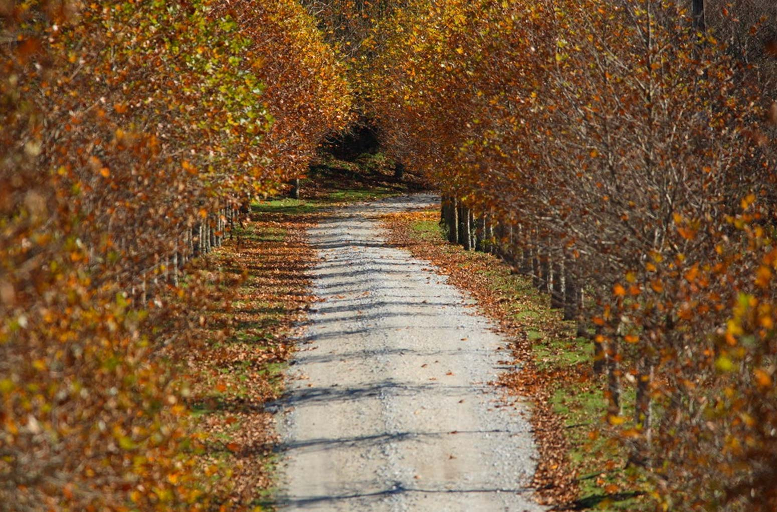 Treetops Lodge and Estate
