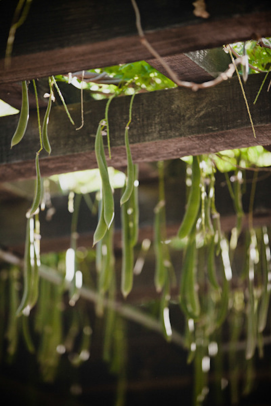 losaltoscalifornia-venue Los Altos History Museum