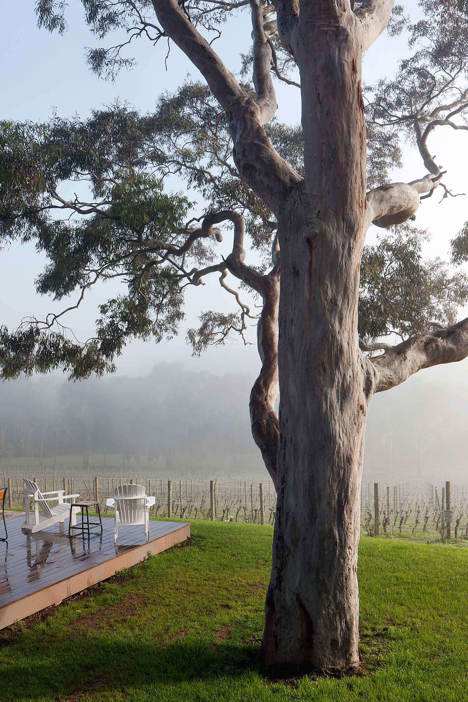 Polperro-Winery-by-Hecker-Guthrie-Yellowtrace-03 Polperro