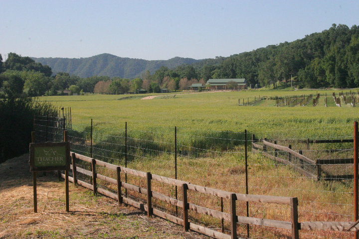 60194_134387713274029_562809_n Thacher Winery