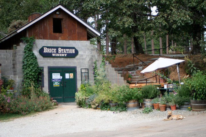 222856_10150159023262956_1725452_n Brice Station Vineyard