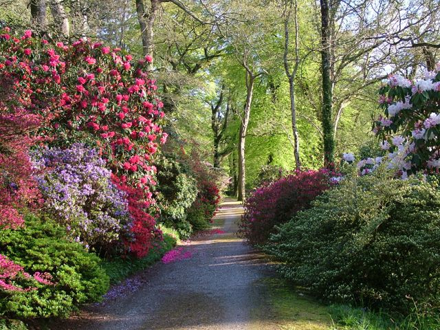 2006_0507gary060079 Boconnoc