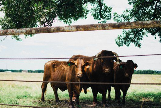 ranch-wedding-venue Vintage Oaks Ranch