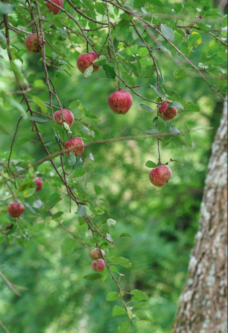 Screen Shot 2016-02-05 at 10 The Vineyard at High Holly
