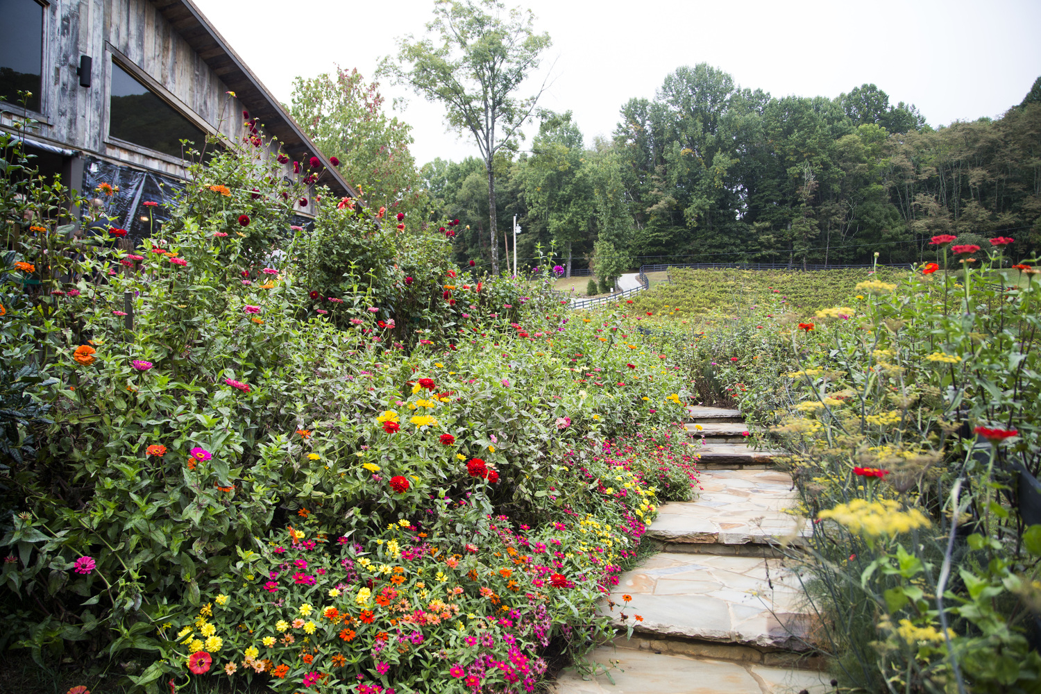Vineyard_37_high_holly_garden The Vineyard at High Holly