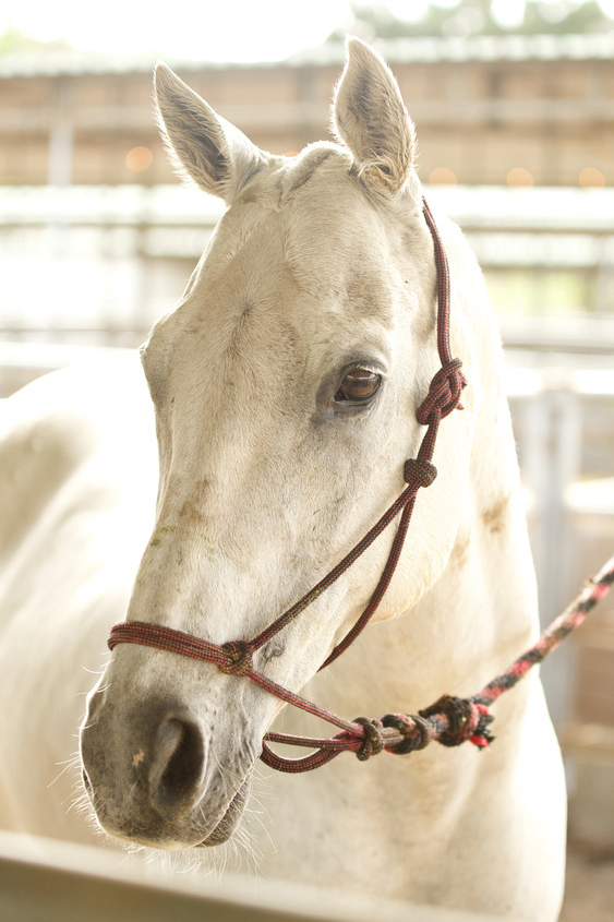 sd-polo-club-3 Surf Cup Sports