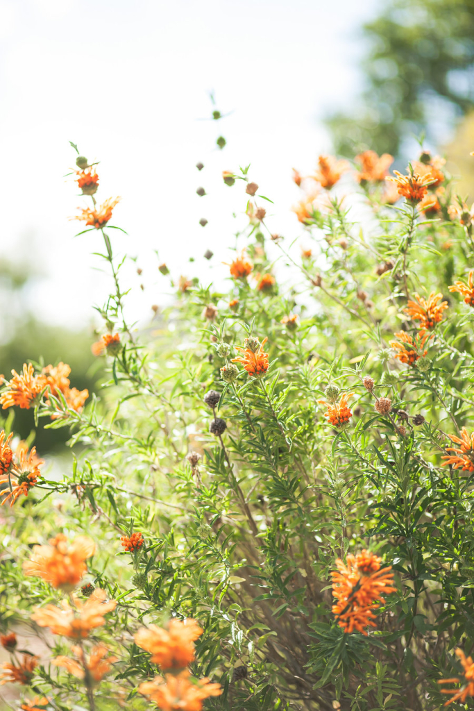 a-46-683x1024 The Casitas Estate