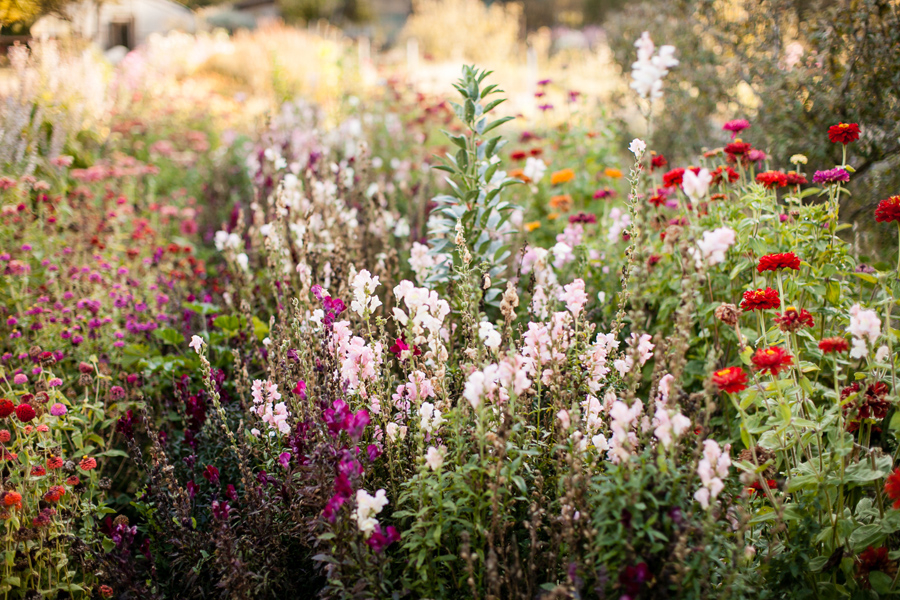 oz-farm-wedding-dobrin-weddings-033 Oz Farm and Retreat Center