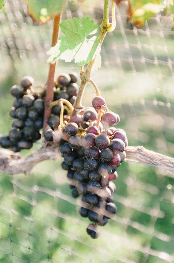 raphael-wine-new-york-wedding-10 Raphael Vineyard