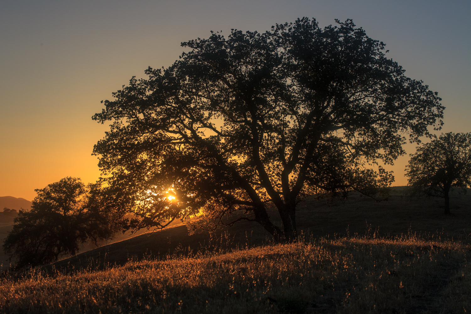 static1 Bar SZ Ranch