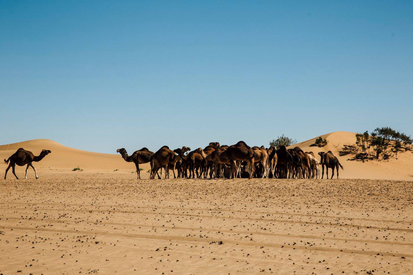 12401781_1027479940650769_3505328830007746230_o Camp Adounia