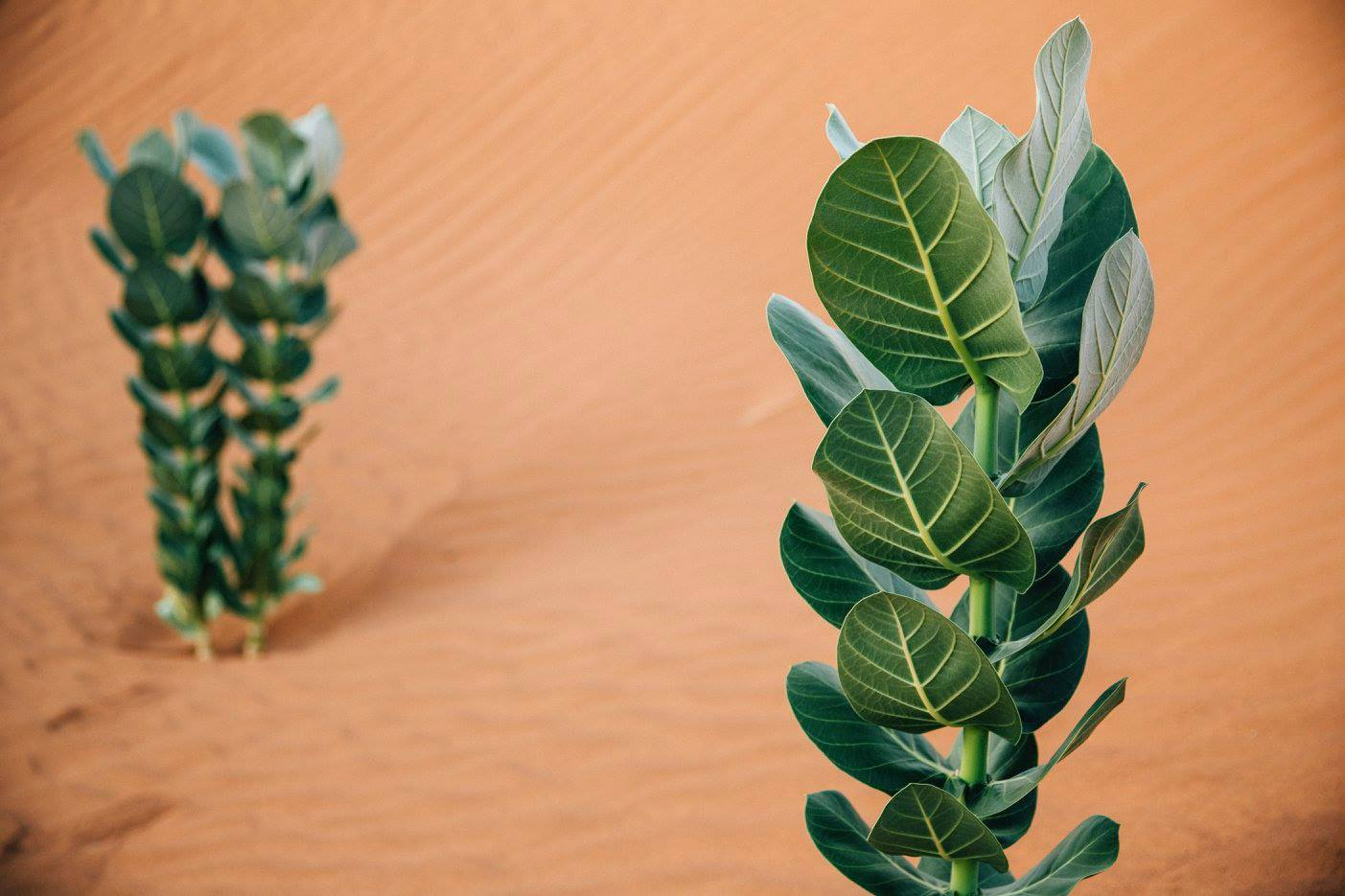 12469475_1027479613984135_7334601583991765287_o Camp Adounia