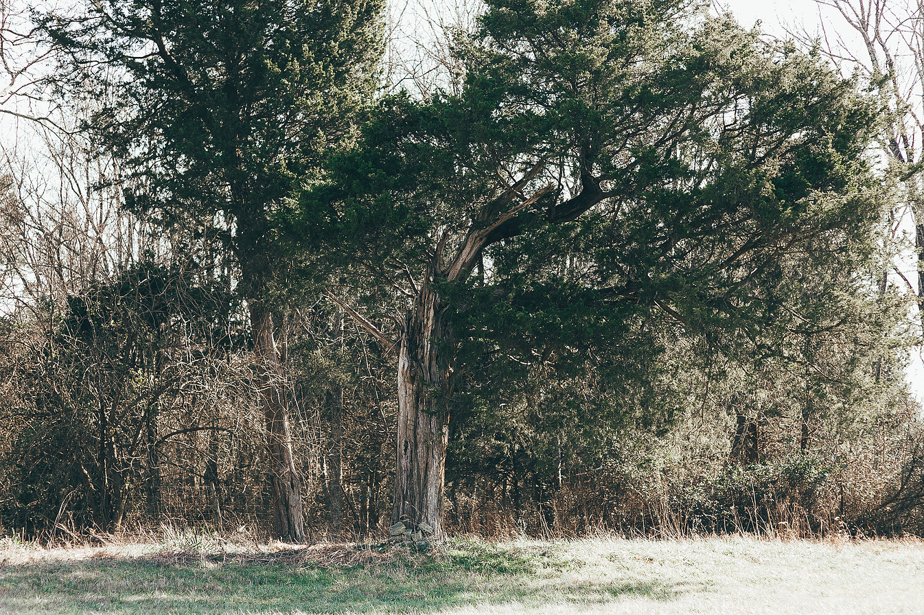 briar-rose-hill-8 Briar Rose Hill