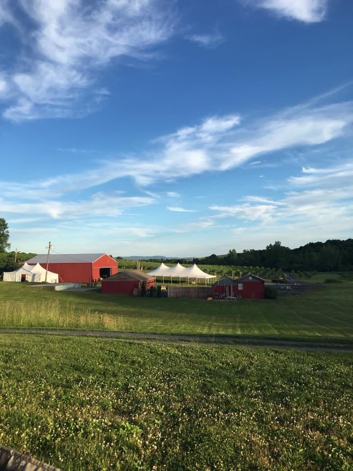 nostrano-vineyards-15 Nostrano Vineyards