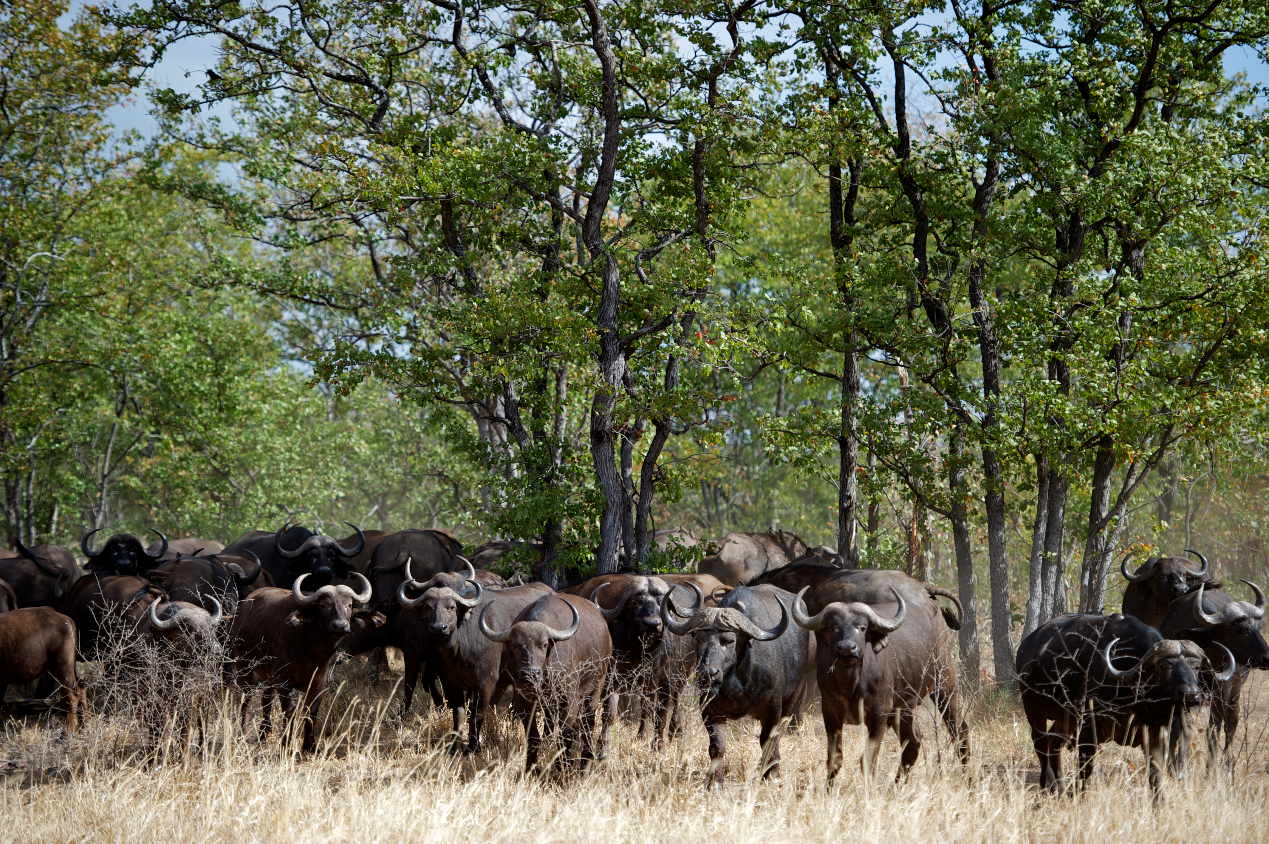 Singita Pamushana Lodge