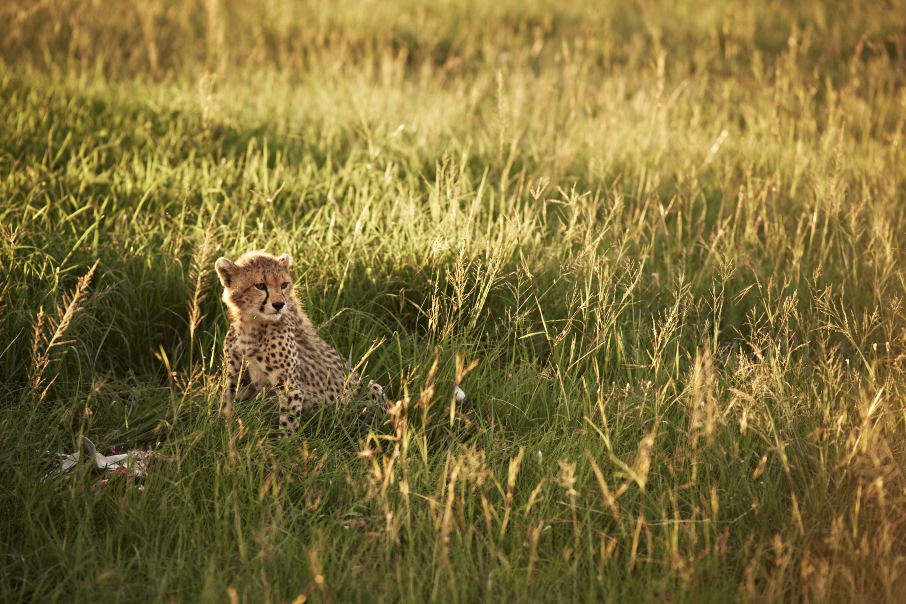 Singita-Serengeti-House-Wildlife13 Singita Serengeti House