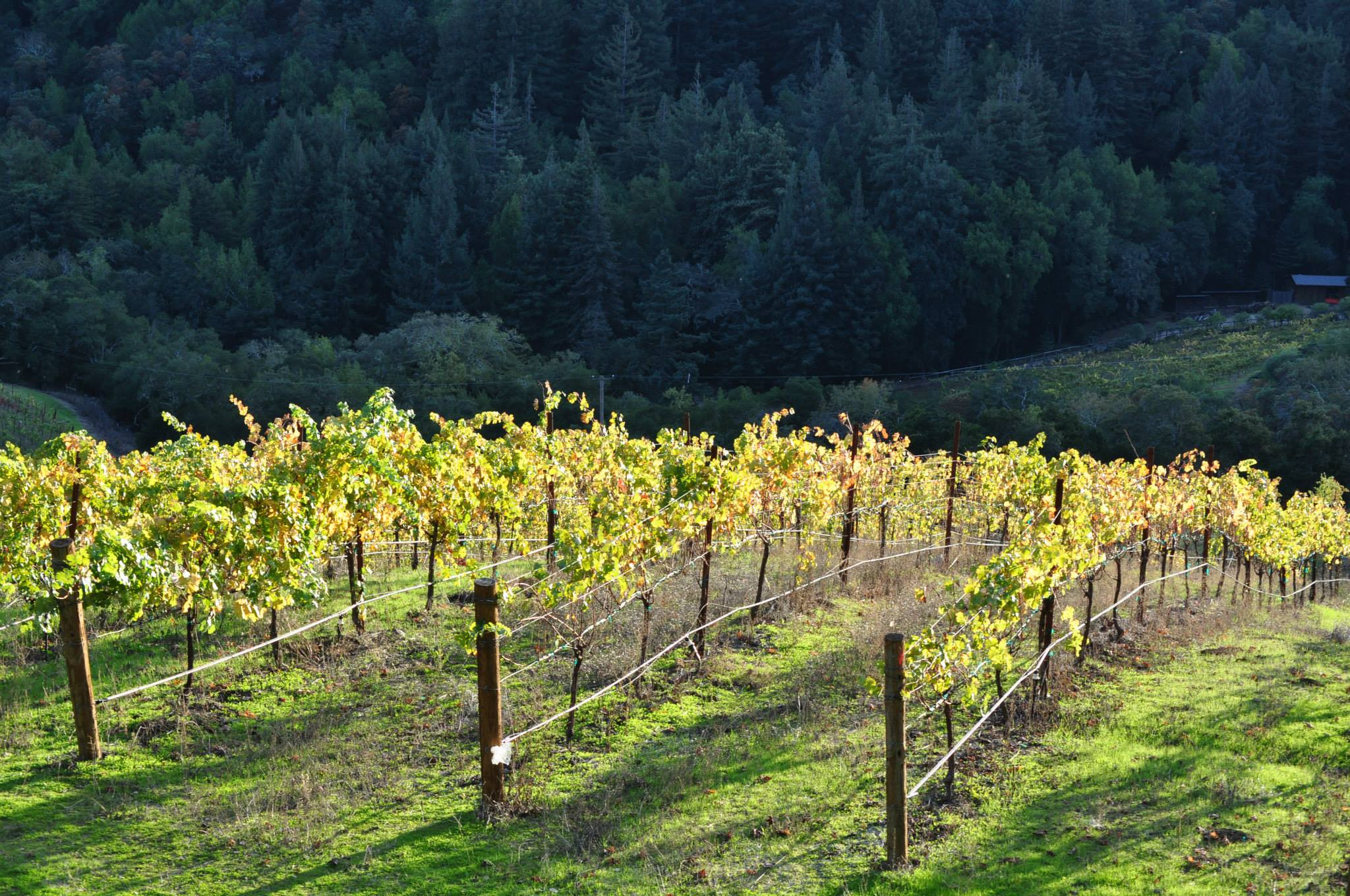 Redwood Retreat at Fernwood Cellars