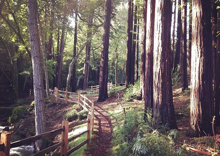 Redwood Retreat at Fernwood Cellars