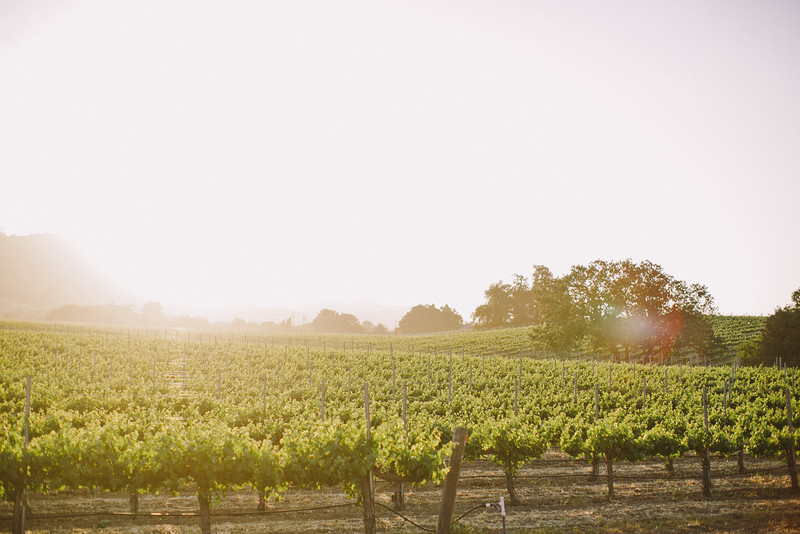 vineyard Vintage Ranch