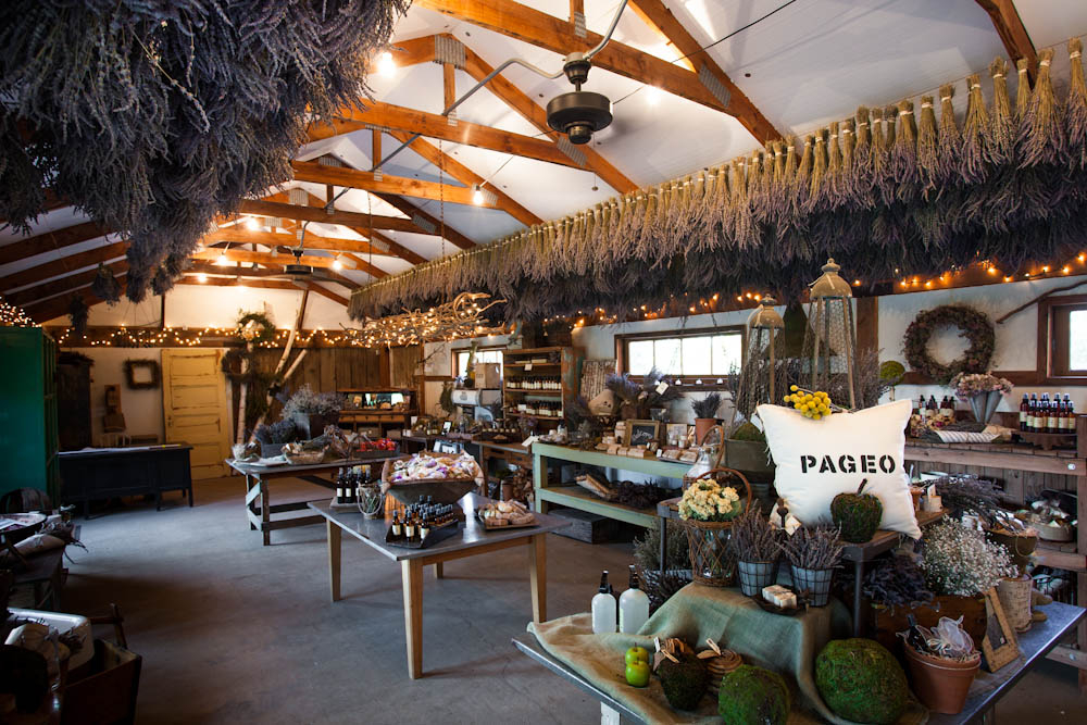 20911291768_87bbd65ceb_o Pageo Lavender Farm