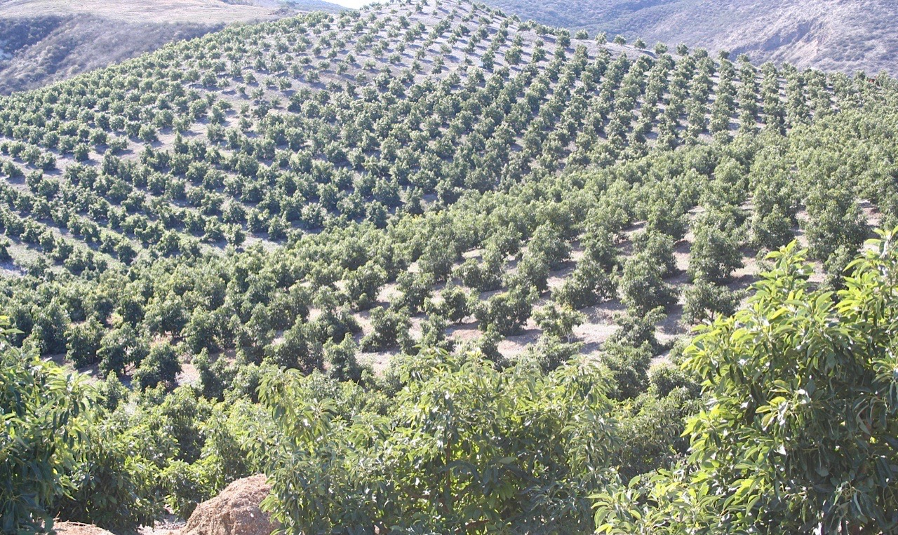 IMG_6040 Quail Ranch