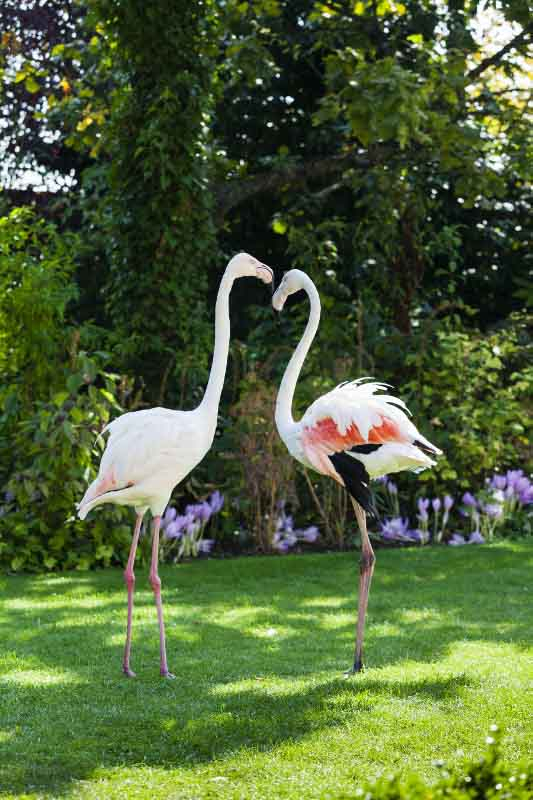 Detail shot two flamingos The Roof Gardens