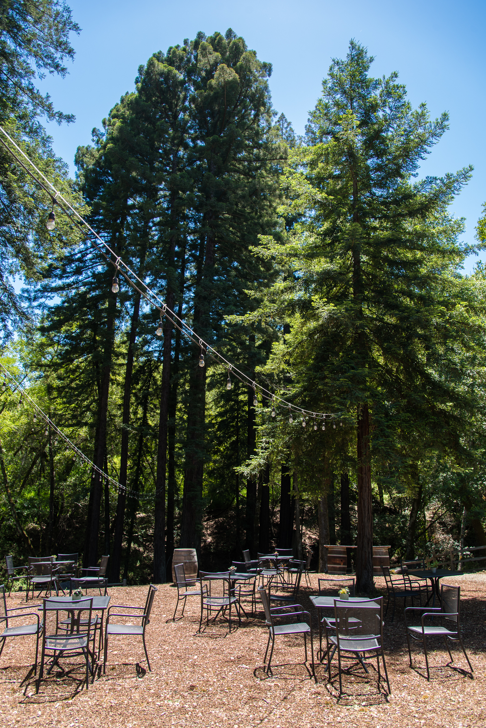 Redwood Retreat at Fernwood Cellars