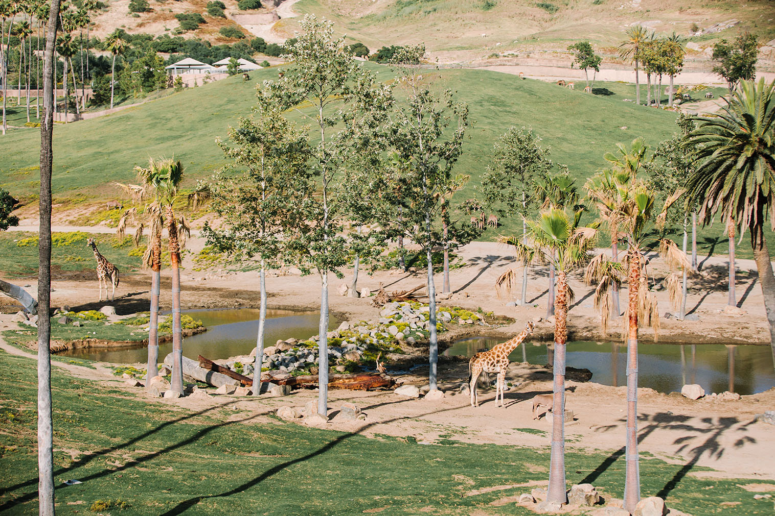 SanDiegoZoo-SafariPark-03 San Diego Zoo Safari Park