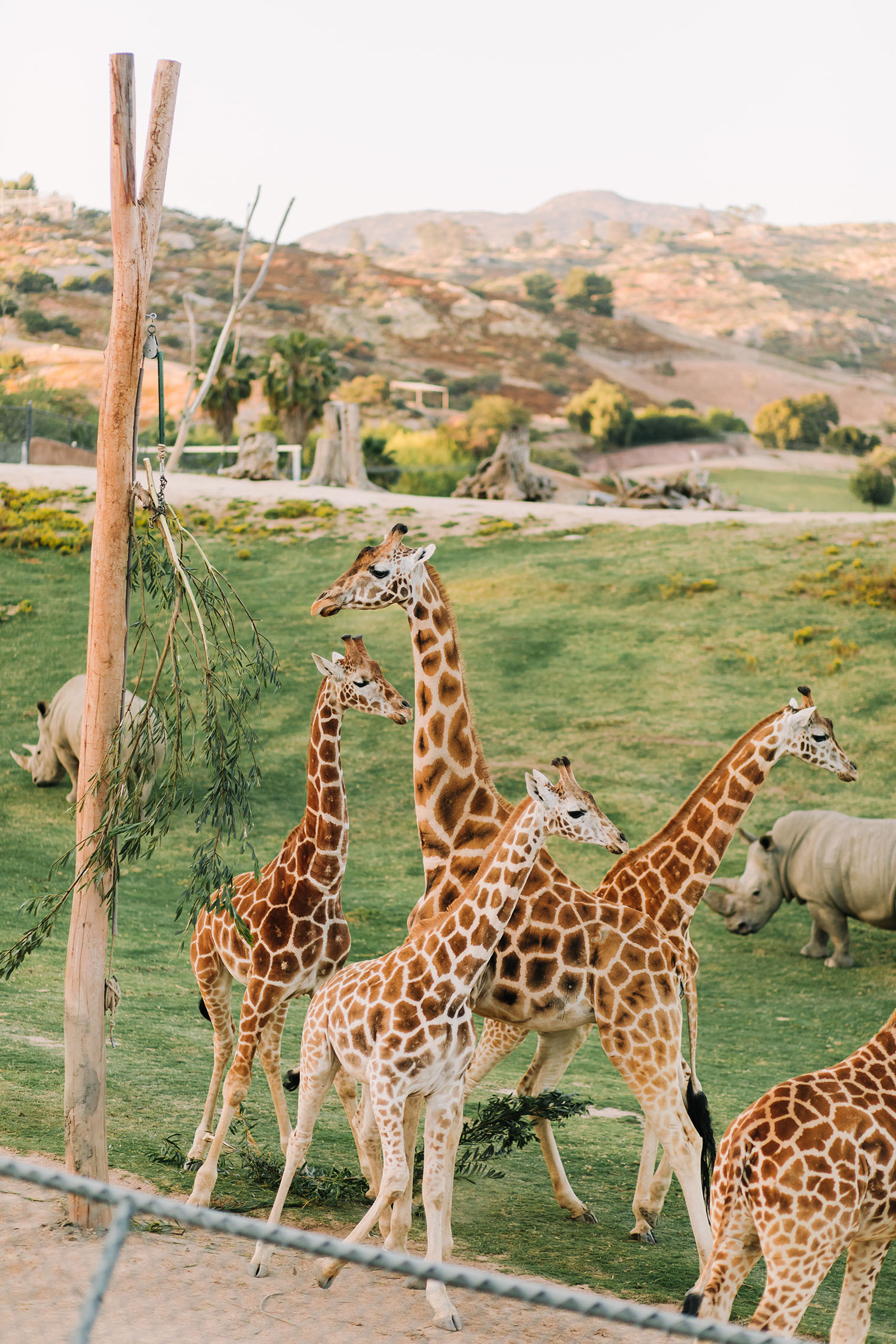 SanDiegoZoo-SafariPark-06 San Diego Zoo Safari Park
