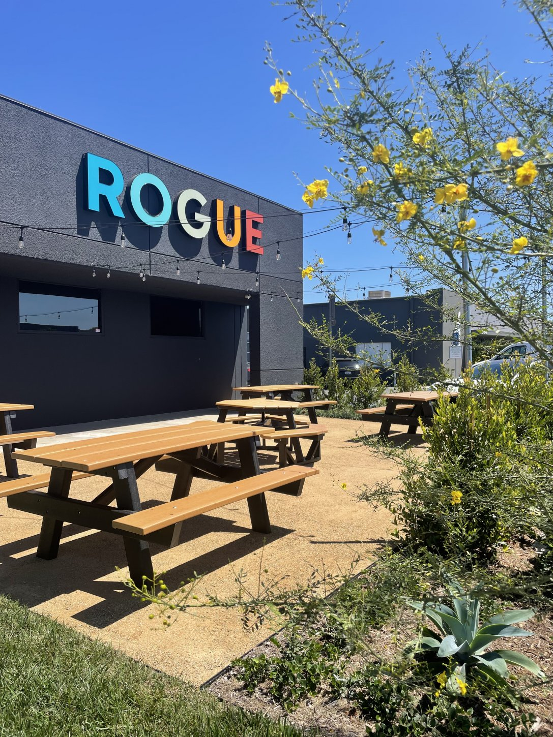 IMG_7485 Rogue Collective