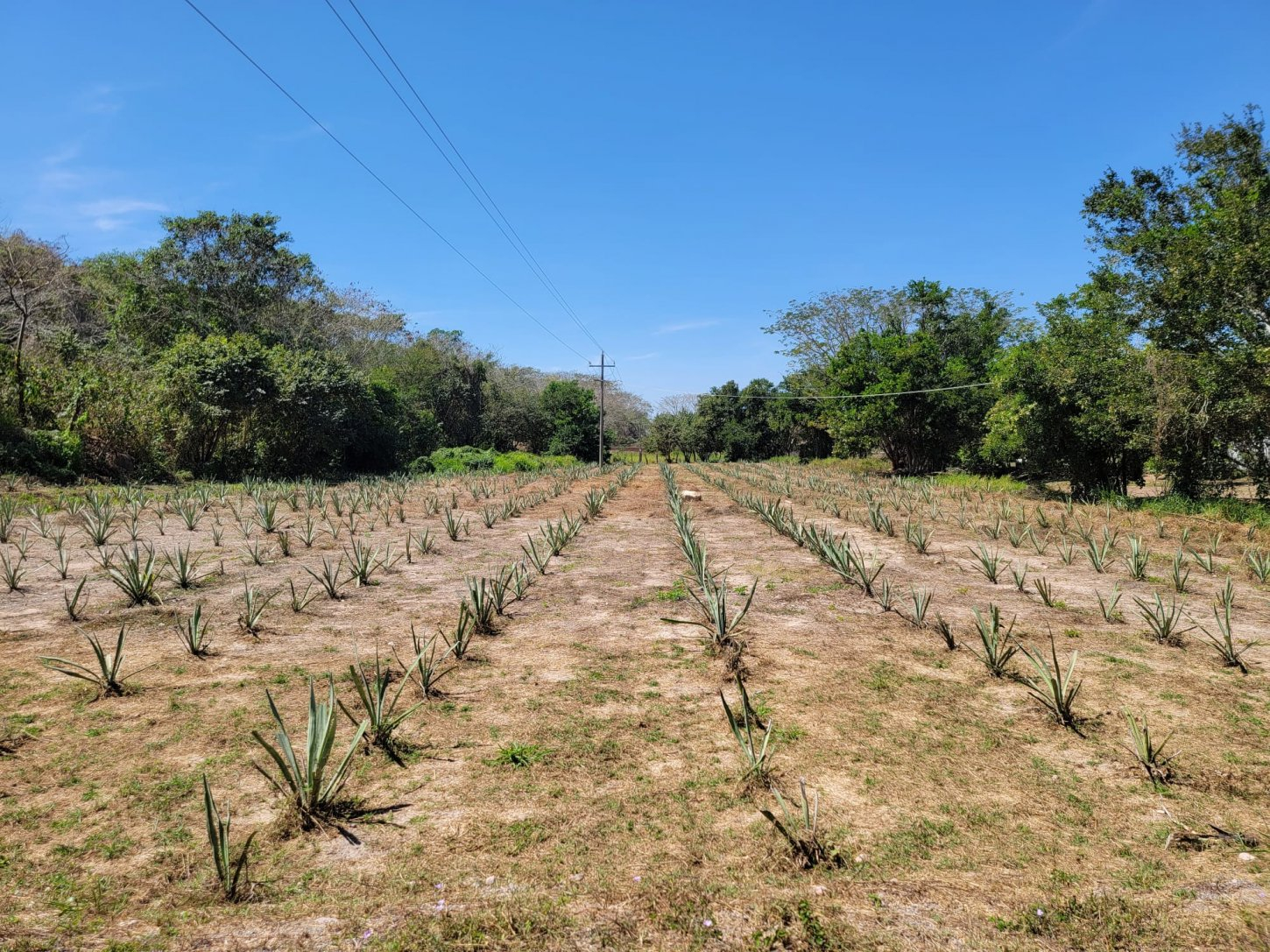 WhatsApp Image 2023-03-10 at 12 Finca 18