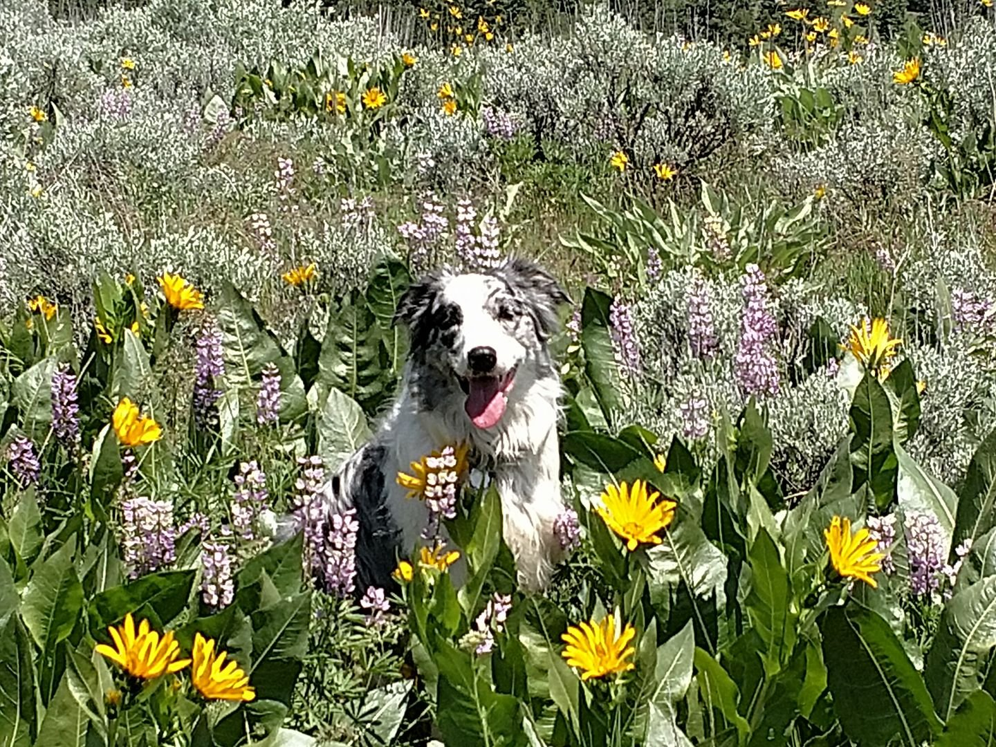 Honeybear Jerusalem Landing