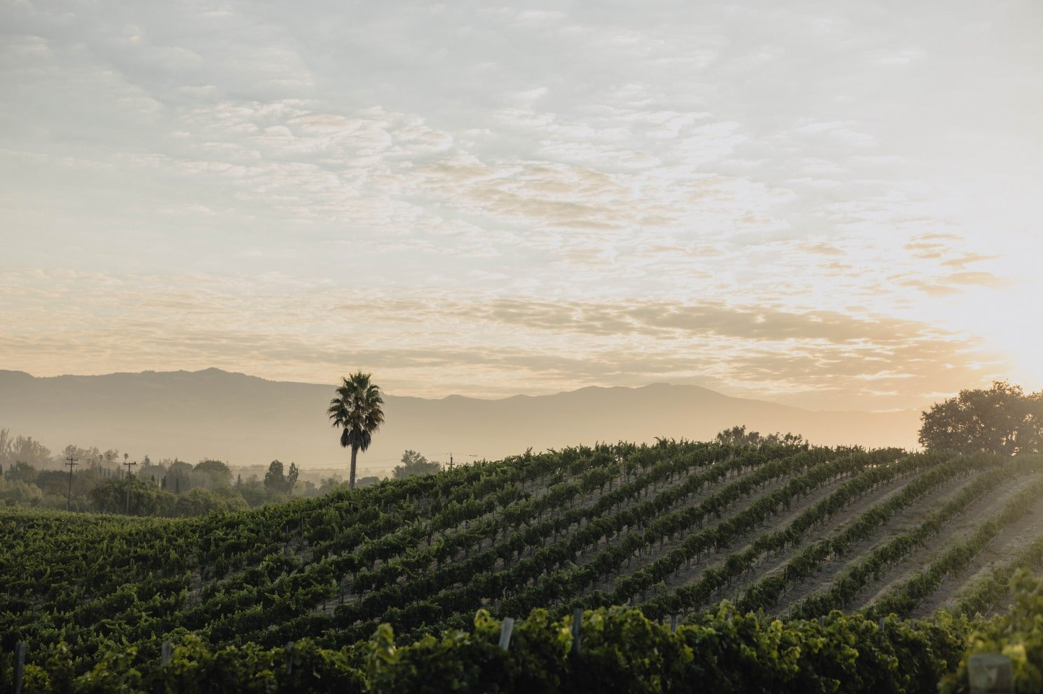 Copy of bwvineyardsunrise Buttonwood Farm & Vineyard