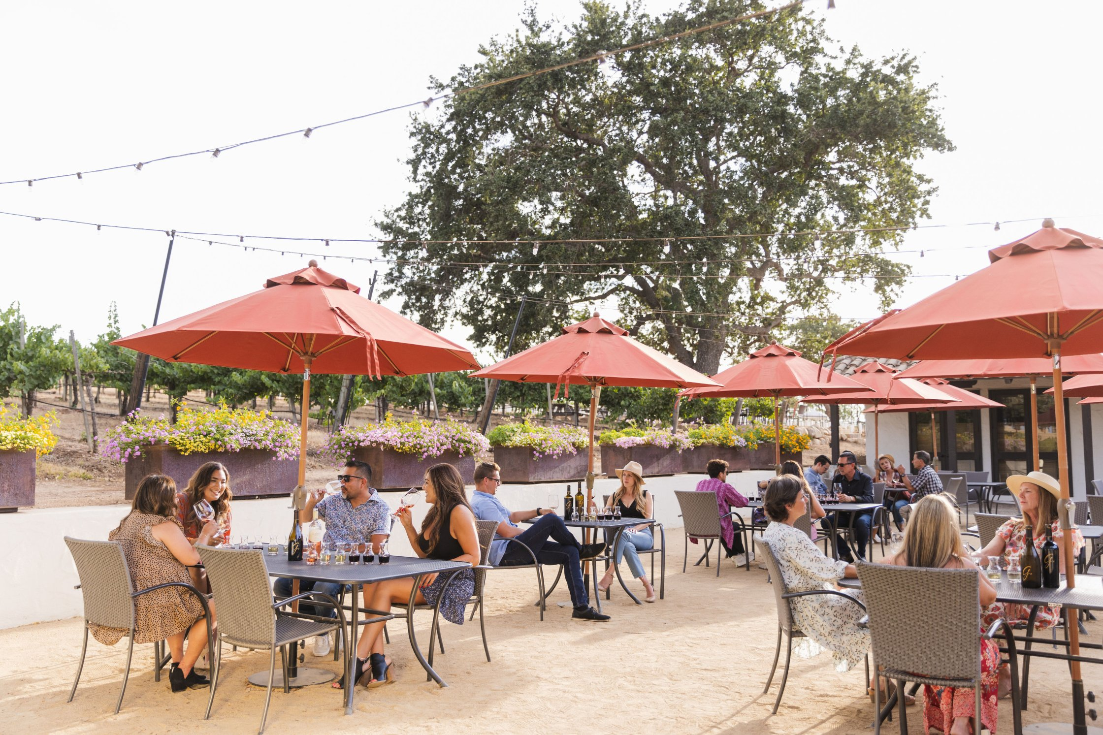 Gainey Estate Vineyard