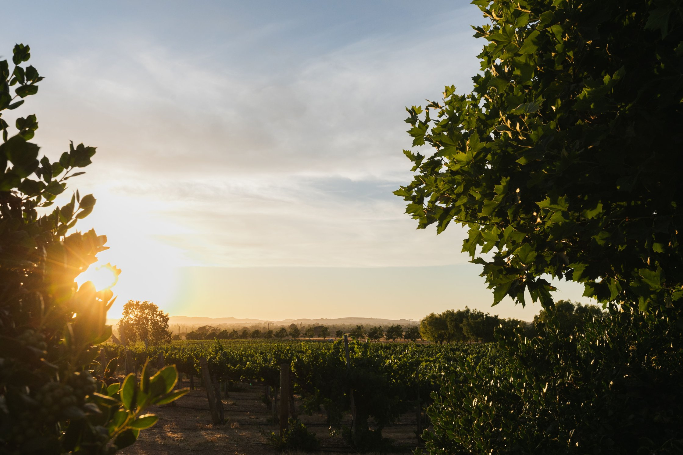 Gainey Estate Vineyard