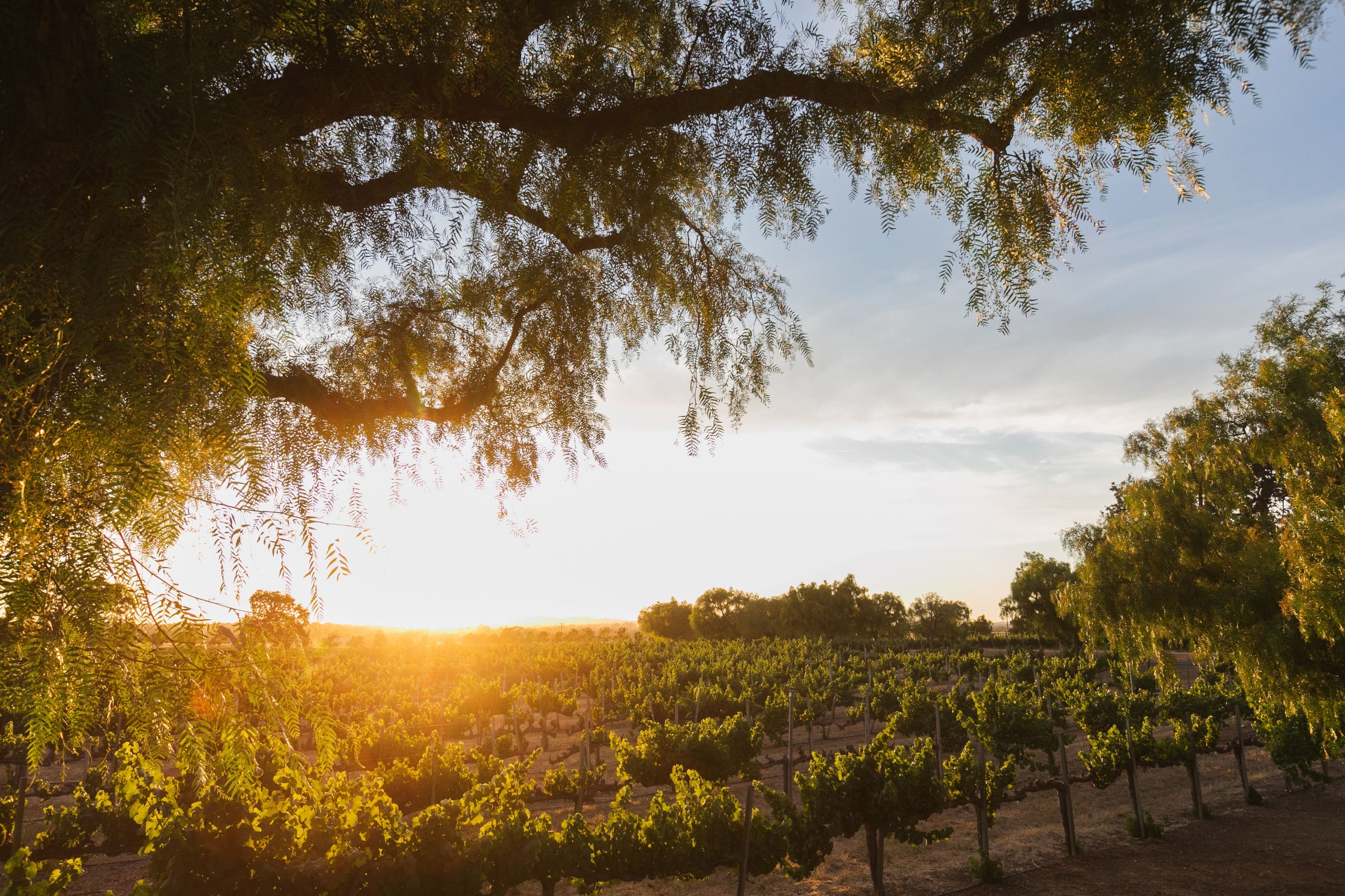 Gainey Estate Vineyard