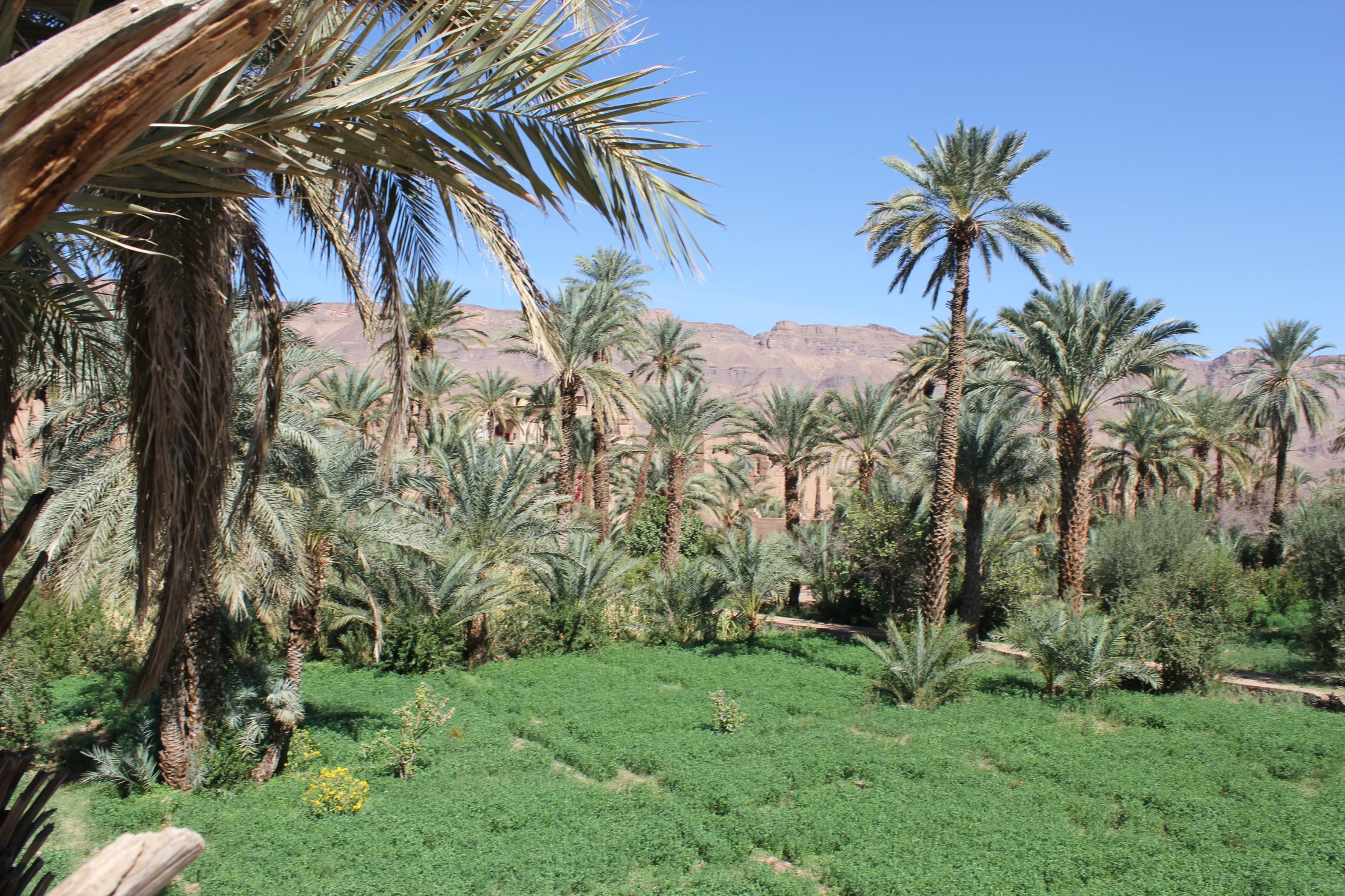 Kasbah Des Caids | Osun Collection