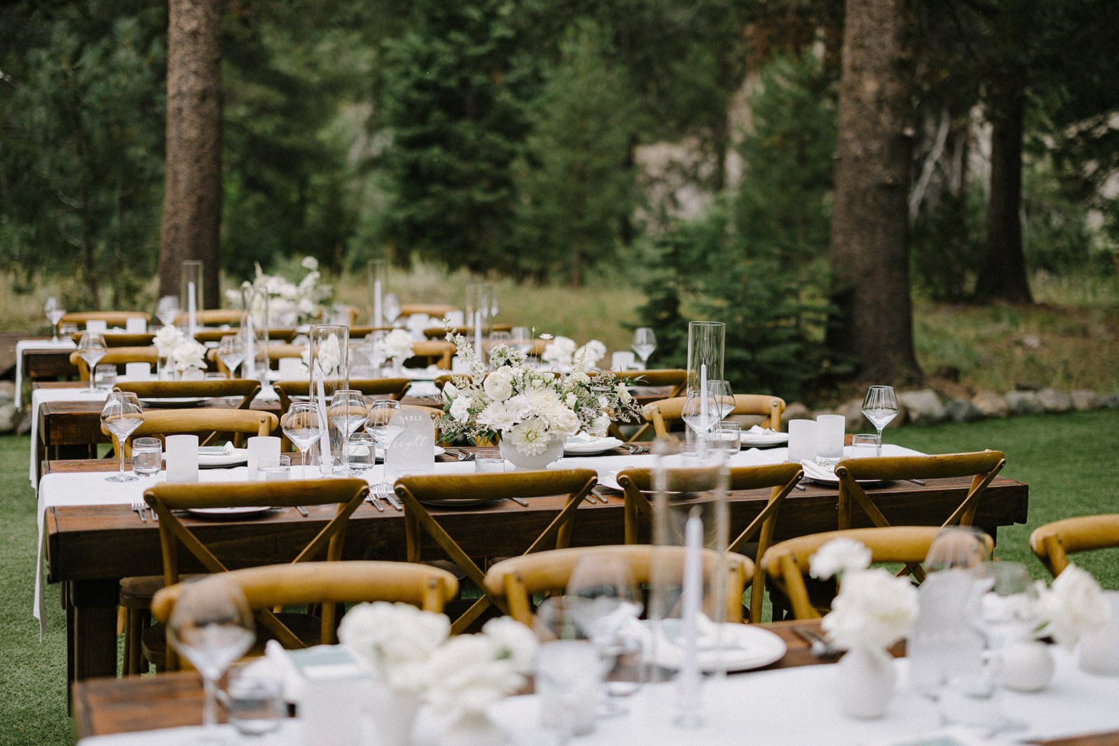 m-j-previews-94-websize Dancing Pines