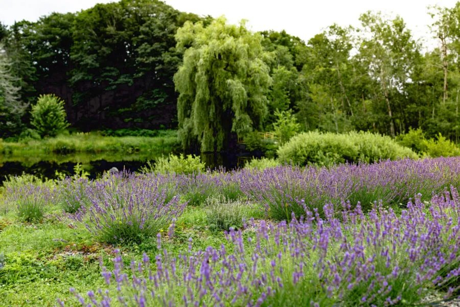 lavender-farm-maine-venue Meadow Ridge Farm